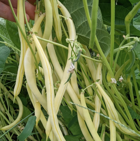 Seed Feature - Yellow Goldrush Bean