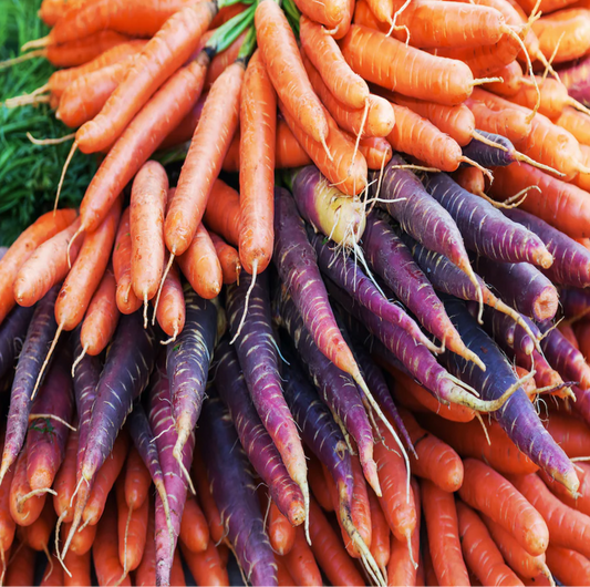 Seed Feature - Scarlet Nantes Carrots and Cosmic Purple Carrots