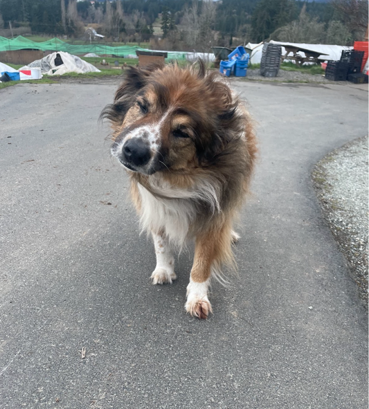 Furry Farmer Feature: Cocoa and Barney