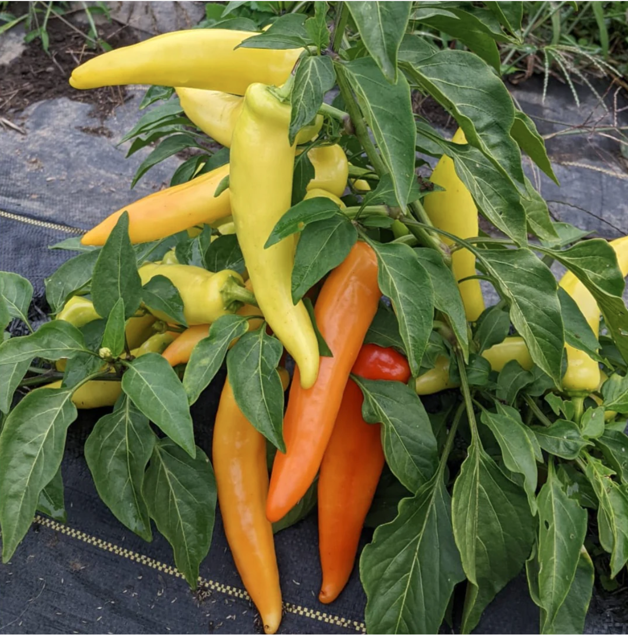 Seed of the Week - Hungarian Hot Wax Pepper  Saanich Organics