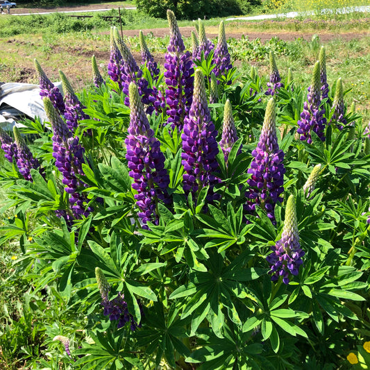 Seed Feature - Purple Lupin