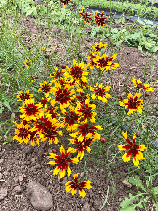 What are Open Pollinated Seeds?