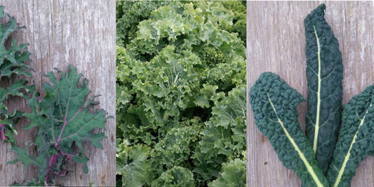 What Kale Should You Grow?