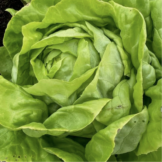 Seed Feature - Tom Thumb Butter Lettuce