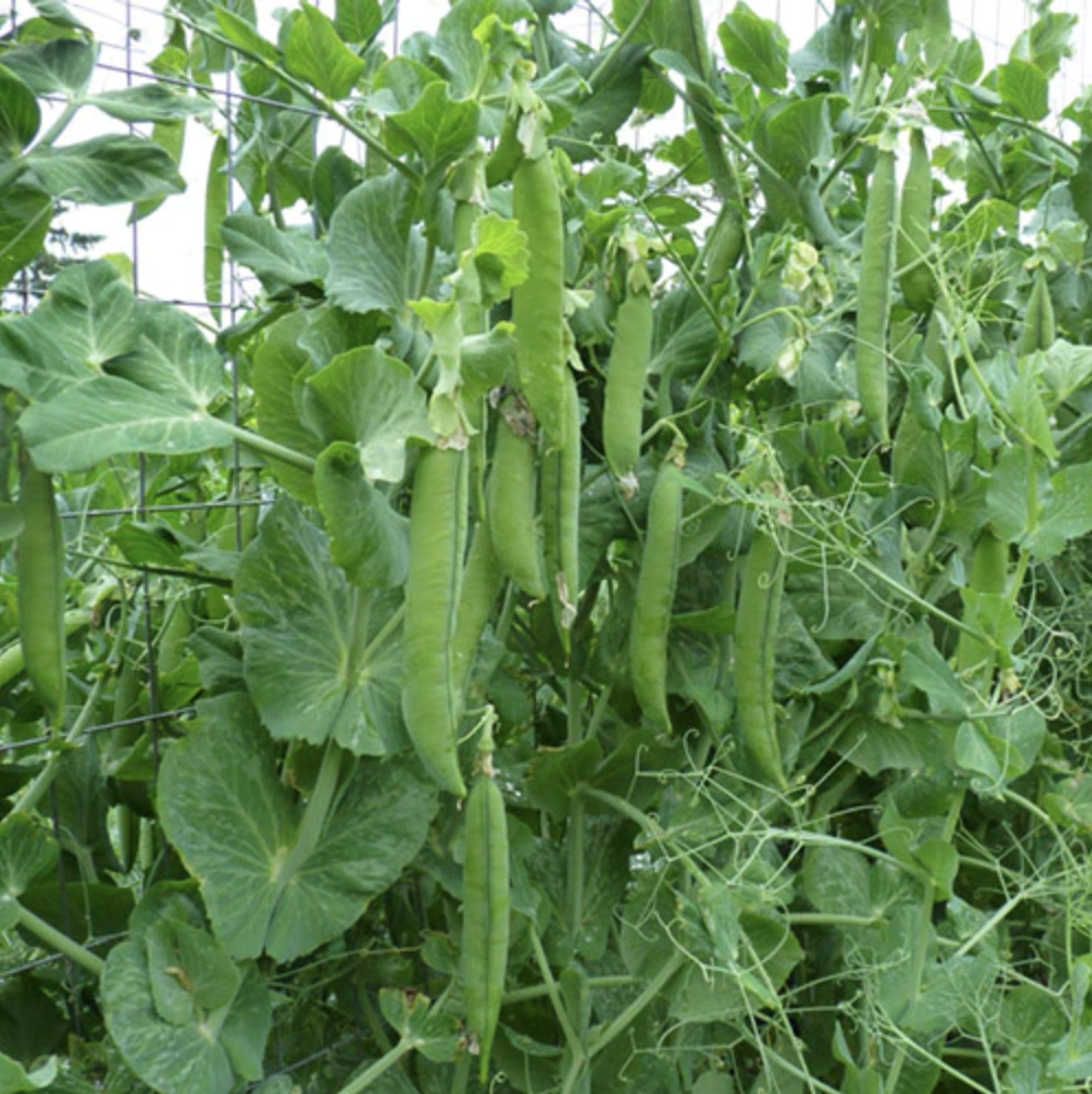 Seed Feature - Green Arrow Shelling Pea