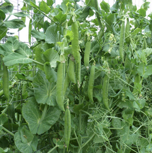 Seed Feature - Green Arrow Shelling Pea