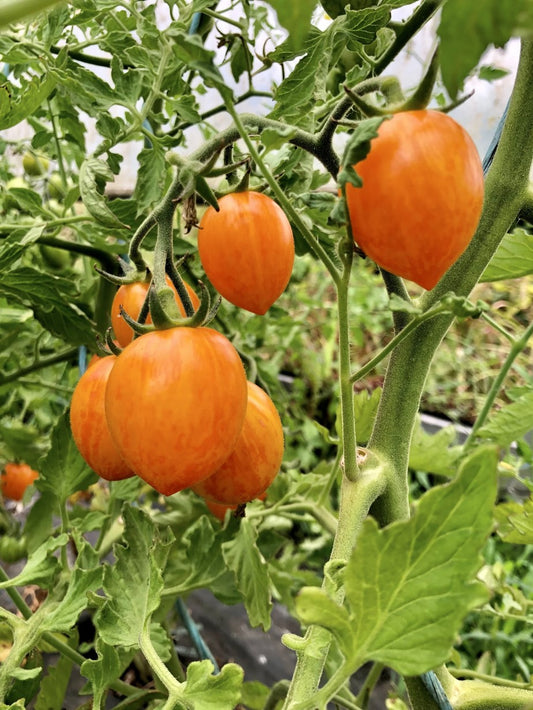 Seed of the Week - Sunrise Bumblebee Tomato