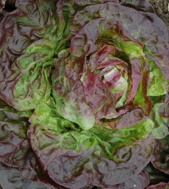 Yugoslavian Red Butter Lettuce