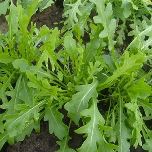 Bellezia Wild Arugula