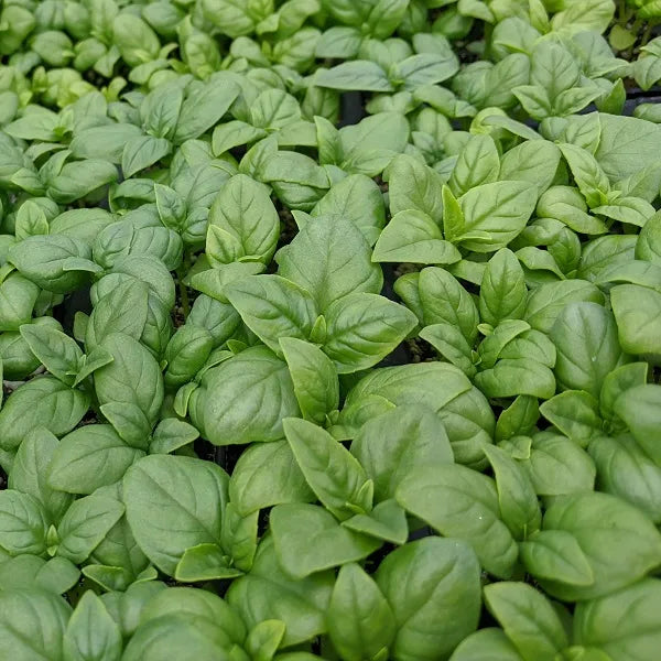 Genovese Basil