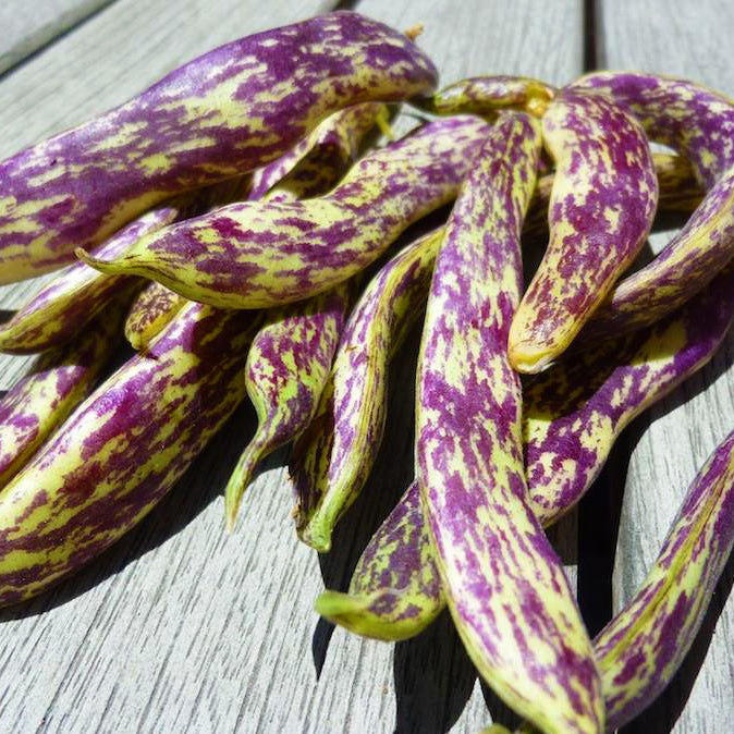 Dragon Tongue Bush Bean