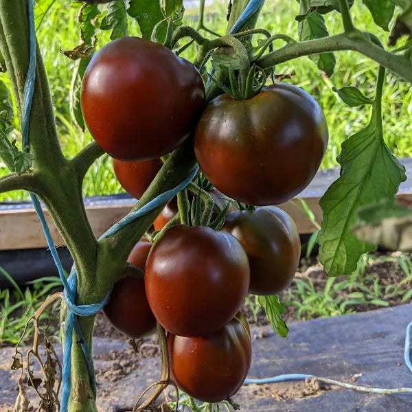 Black Prince Tomato