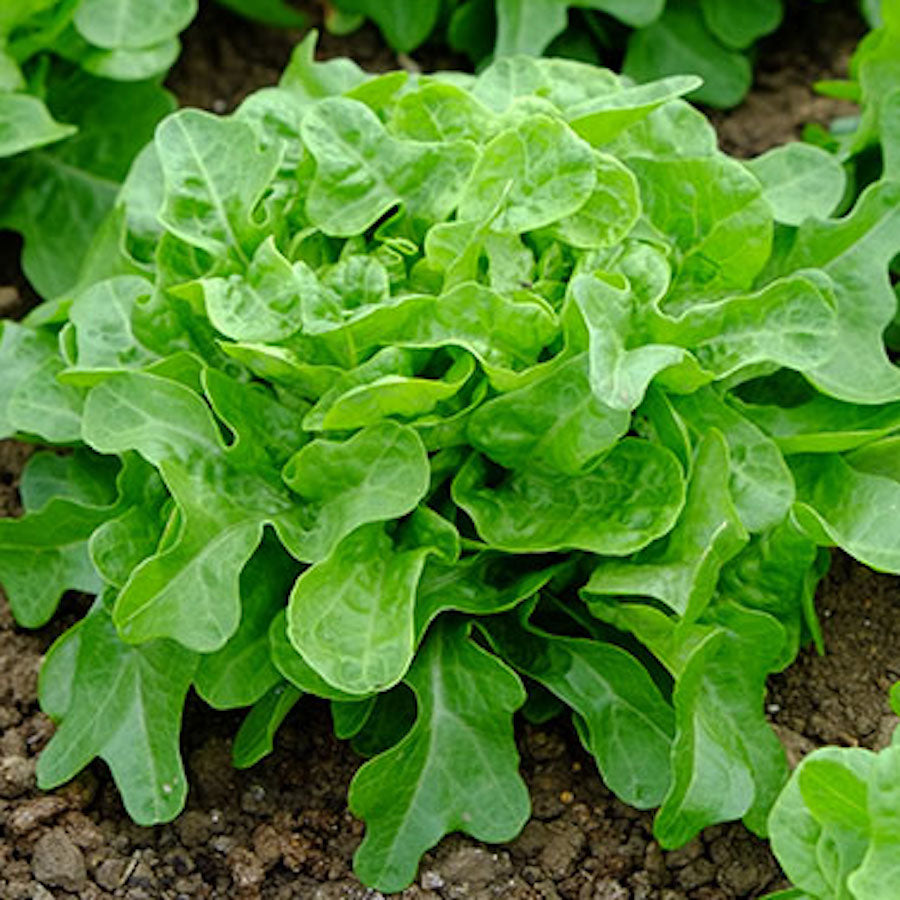 Bridgemere Green Leaf Lettuce