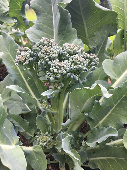 Broccoli, Piracicaba