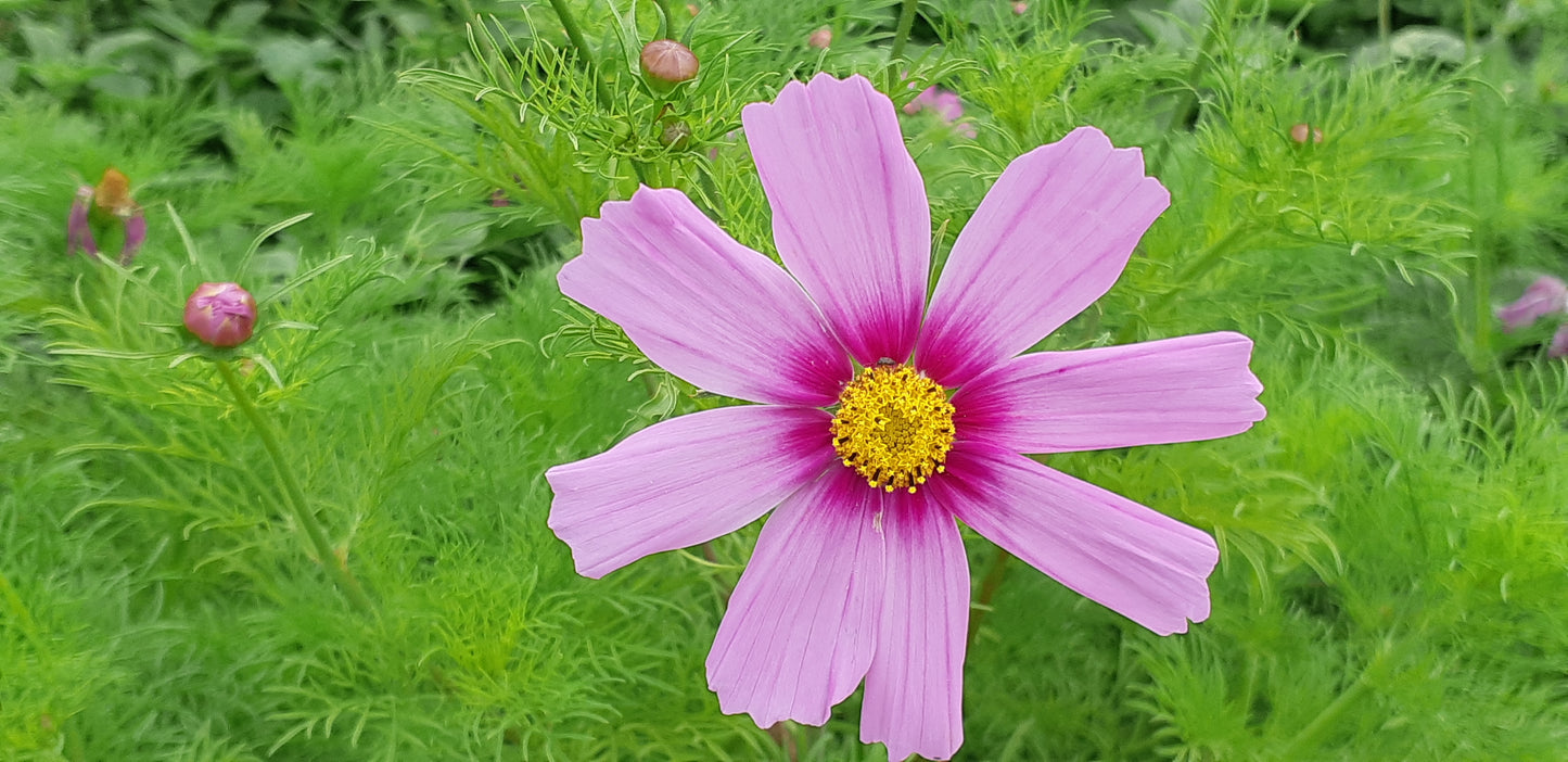 Cosmos Sensation Flower Mix