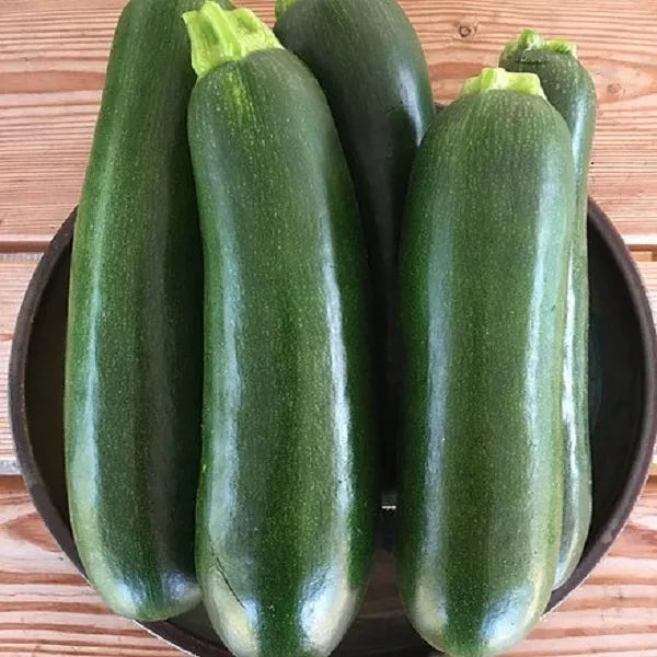 Dark Star Zucchini