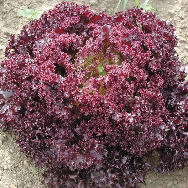 Darkness Red Leaf Lettuce