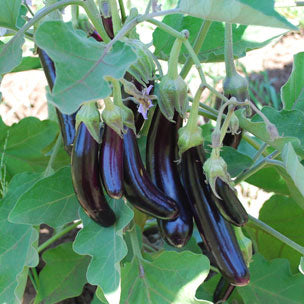 Little Finger Eggplant