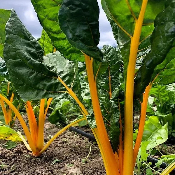 Chard, El Dorado Golden