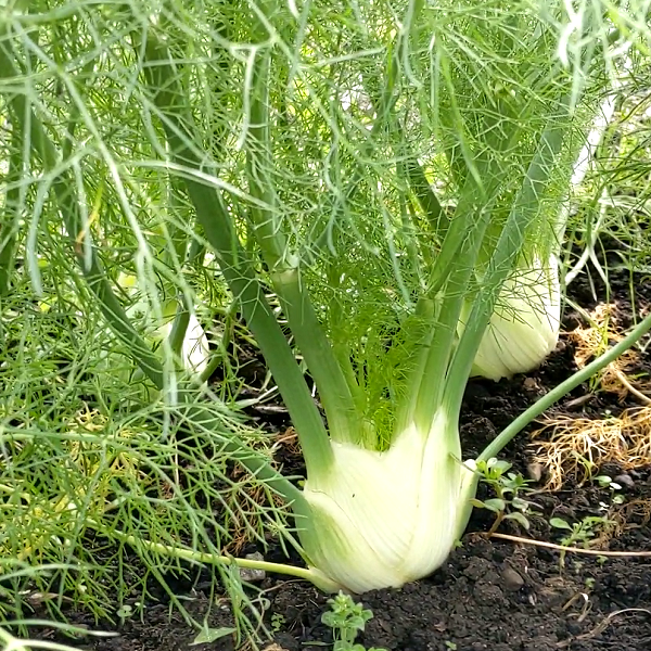 Fino Bulb Fennel