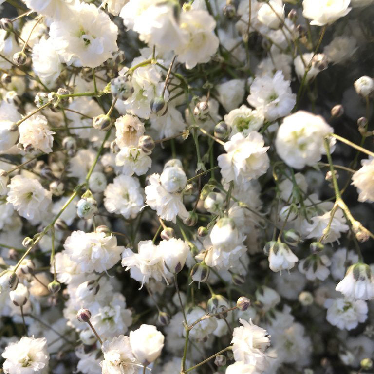 Baby's Breath (Gypsophila)
