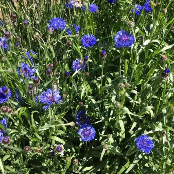 Bachelor Button Flower