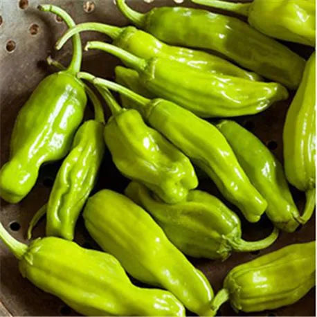 Golden Greek Pepperoncini Pepper