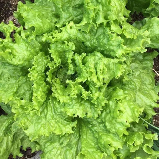 Grand Rapids Green Leaf Lettuce