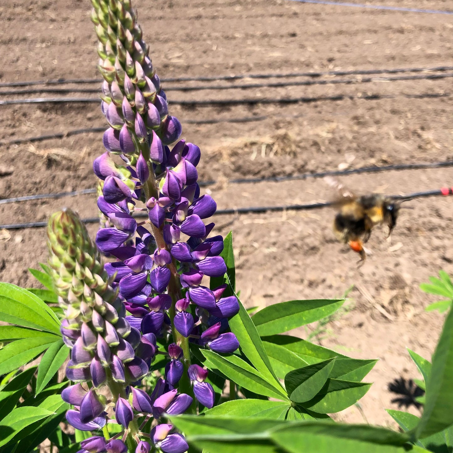 Purple Lupin