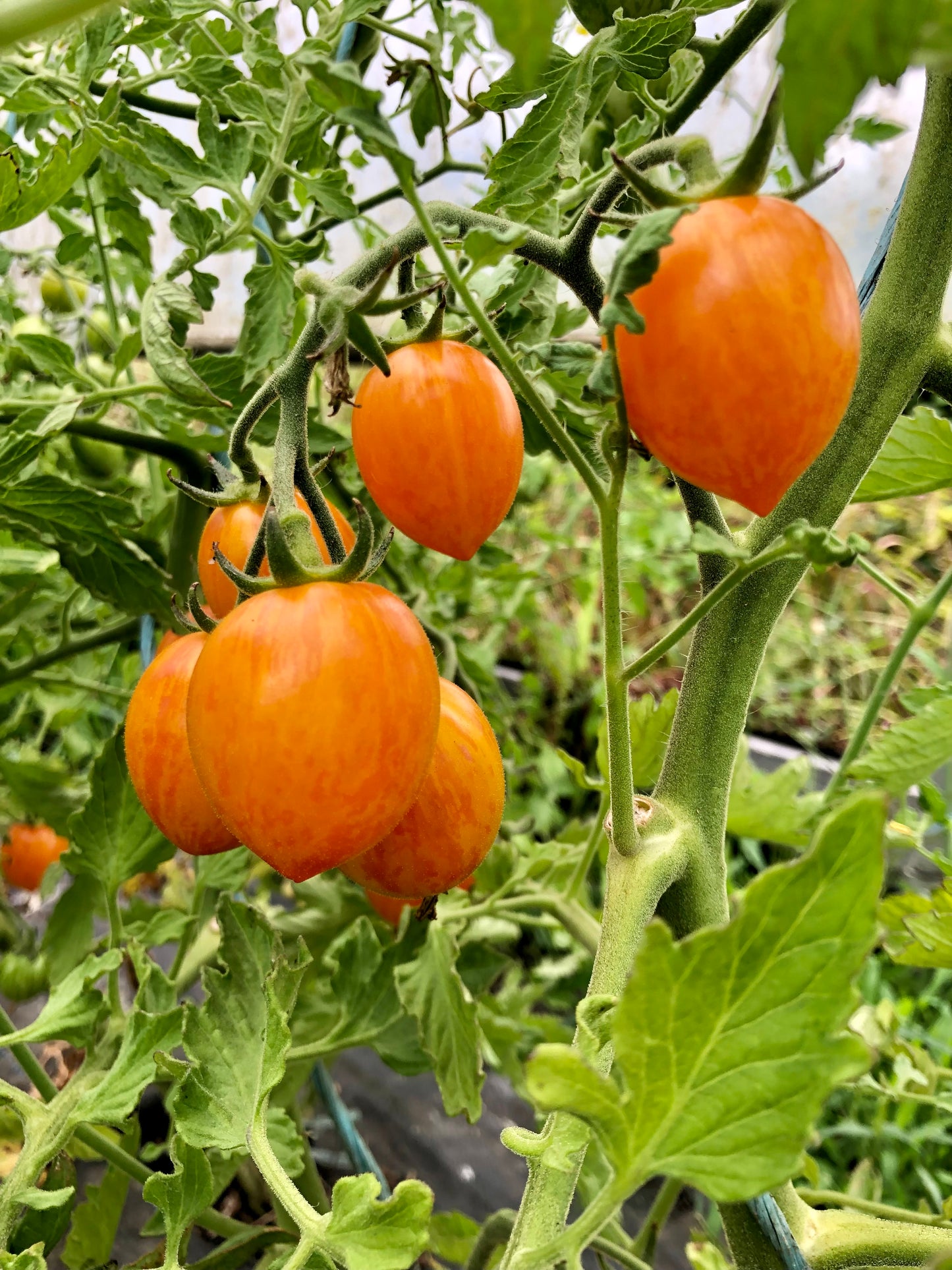 Sunrise Bumblebee Cherry Tomato