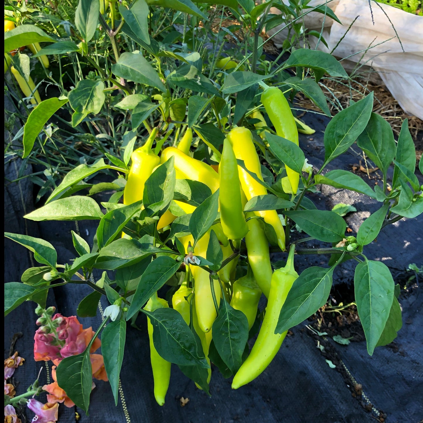 Hungarian Hot Wax Pepper