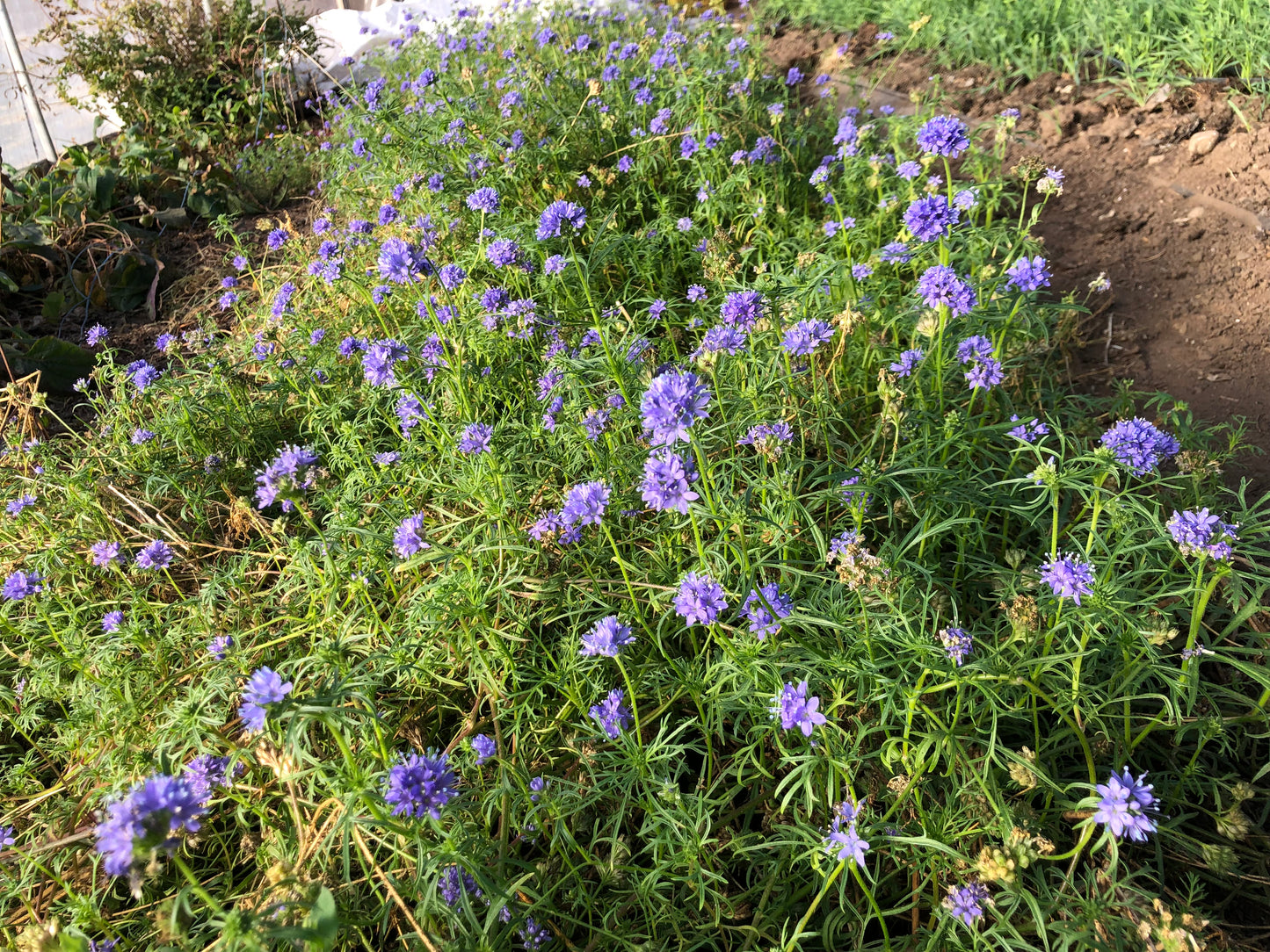 Globe Gilia Native Wildflower