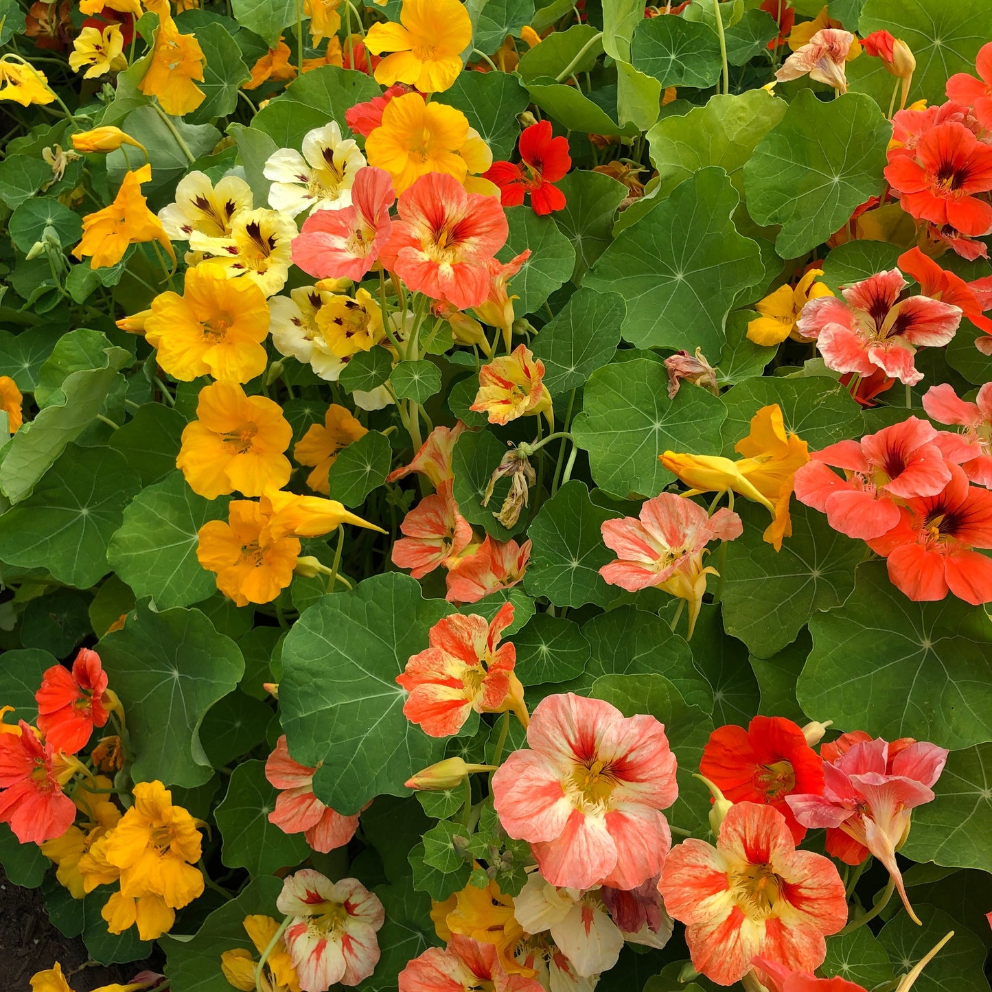 Nasturtium Mix