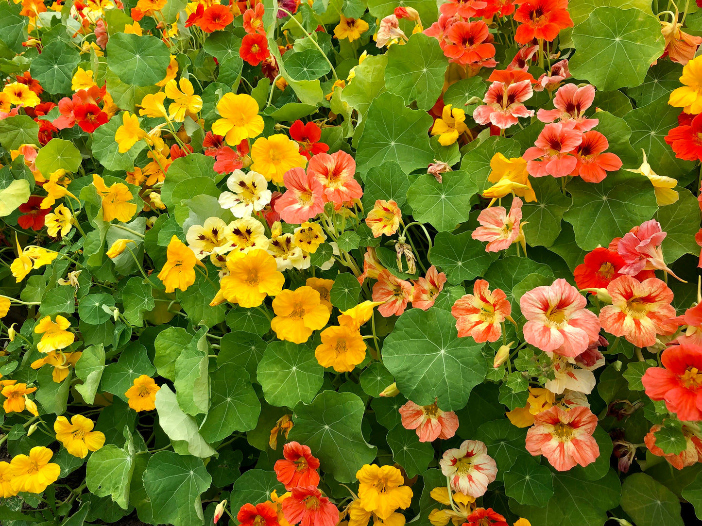 Nasturtium Mix