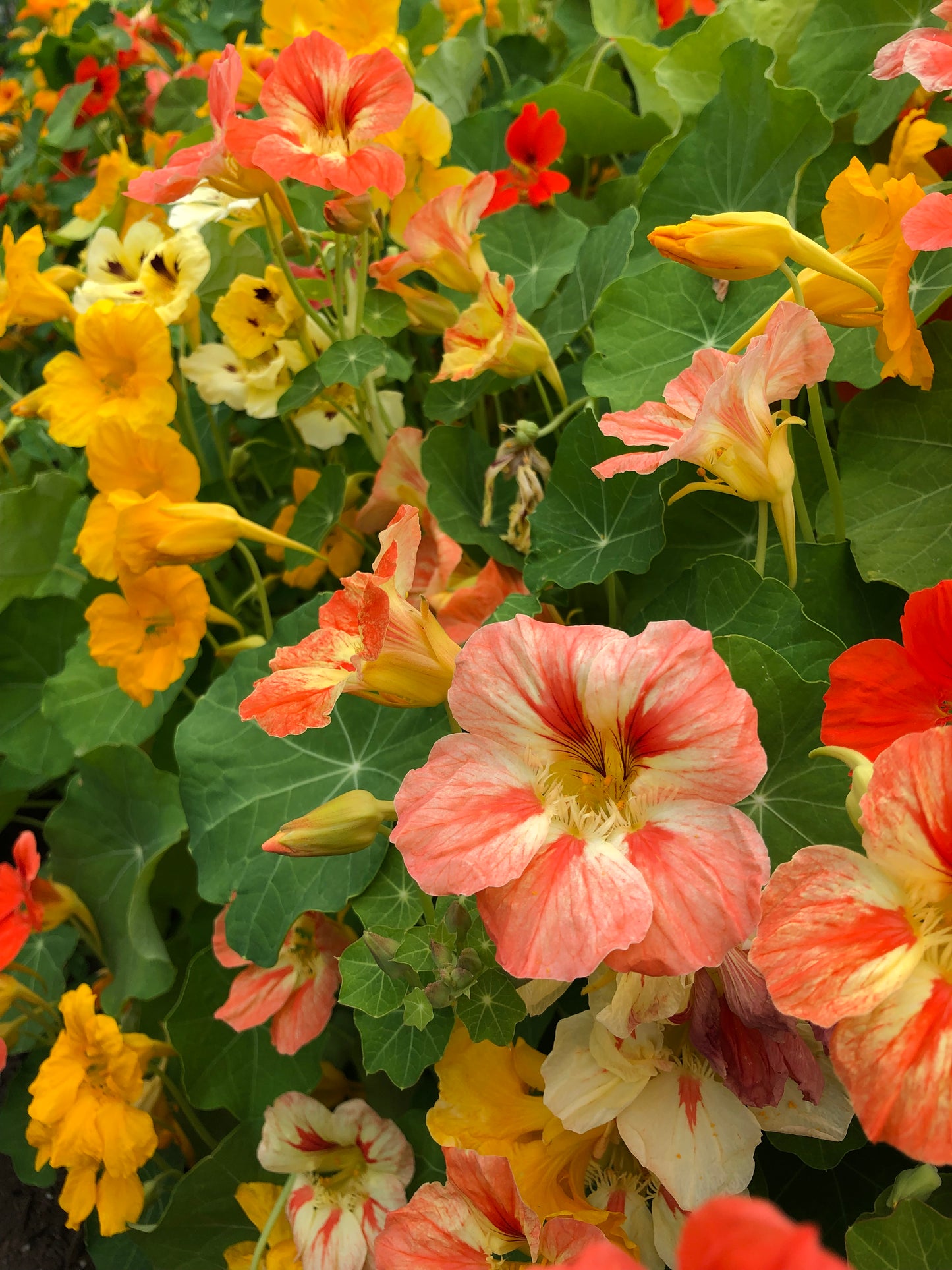 Nasturtium Mix