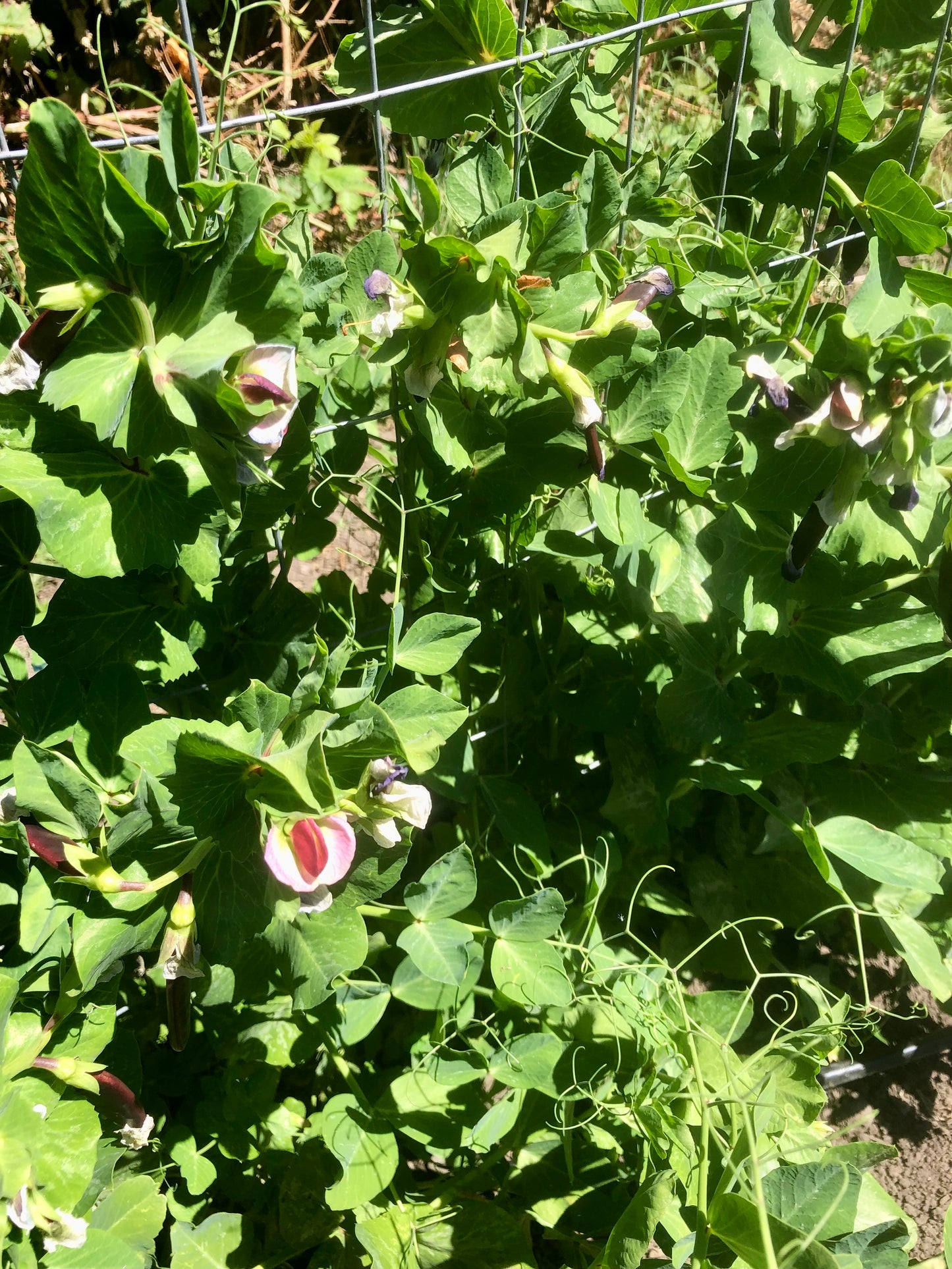 Royal Snap II Pea