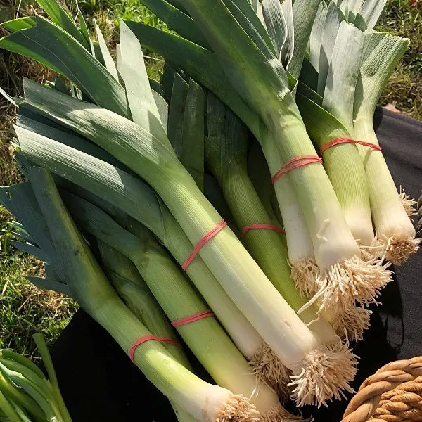 Durabel Leek