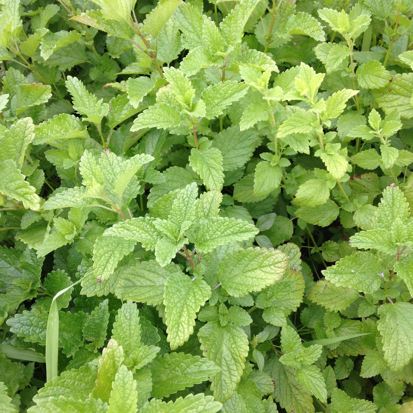 Lemon Balm Herb