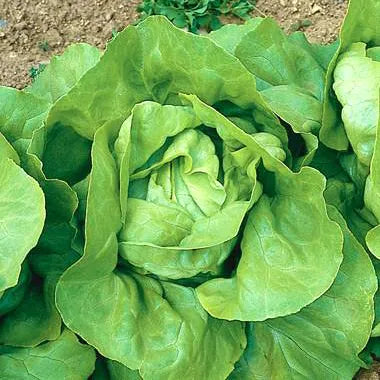 Nancy Buttercrunch Lettuce