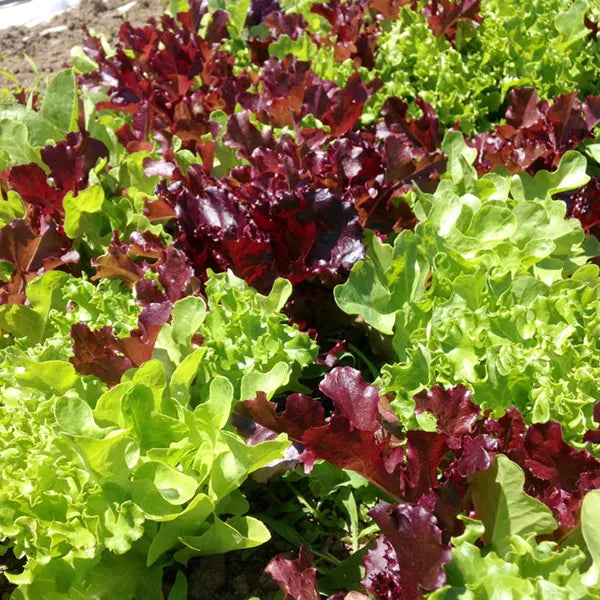 Variety Lettuce Mix