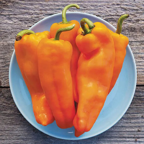 Lively Italian Sweet Orange Pepper