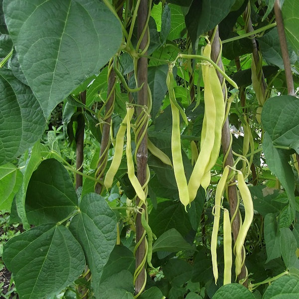 Marvel of Venice Romano Bean