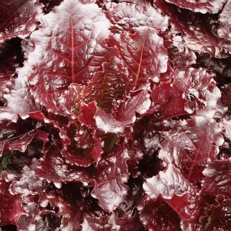 Merlot Red Leaf Lettuce