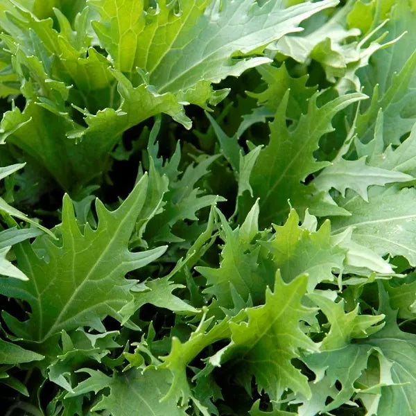 Mizuna Mustard Greens