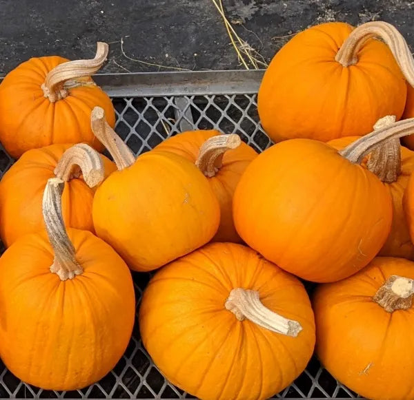 New England Pie Pumpkin