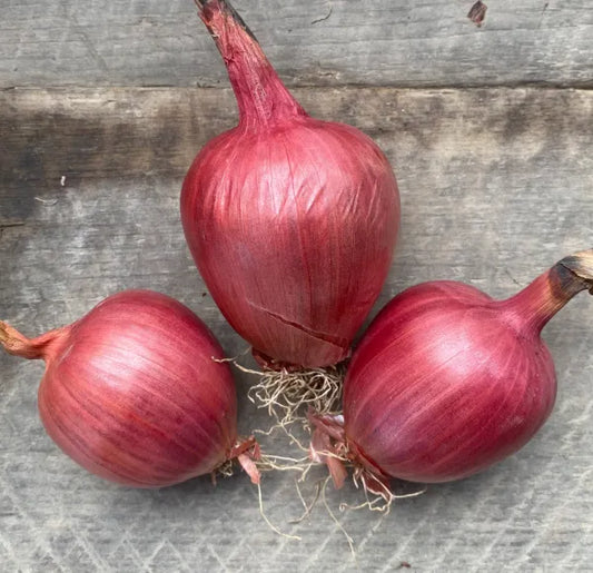 Rossa di’Milano Purple Onion