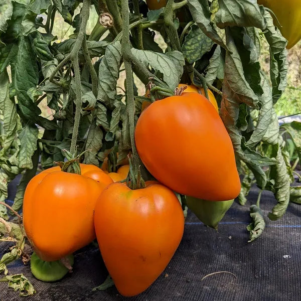 Orange Strawberry Tomato