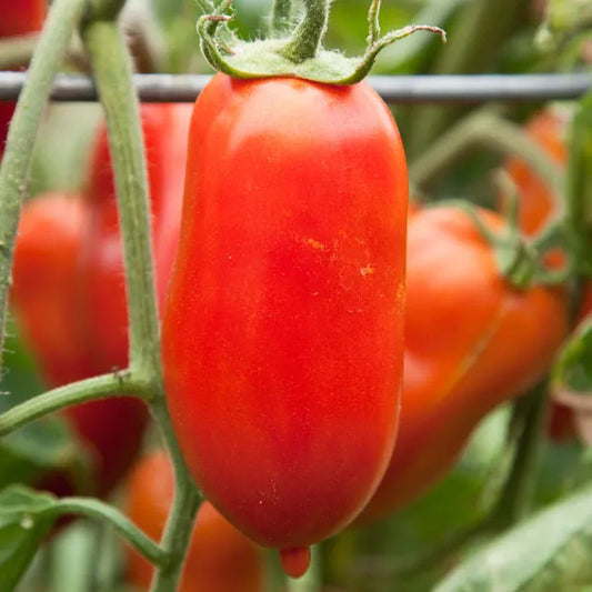 Oroma Roma Tomato