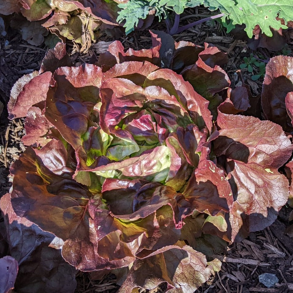 Skyphos Butter Lettuce