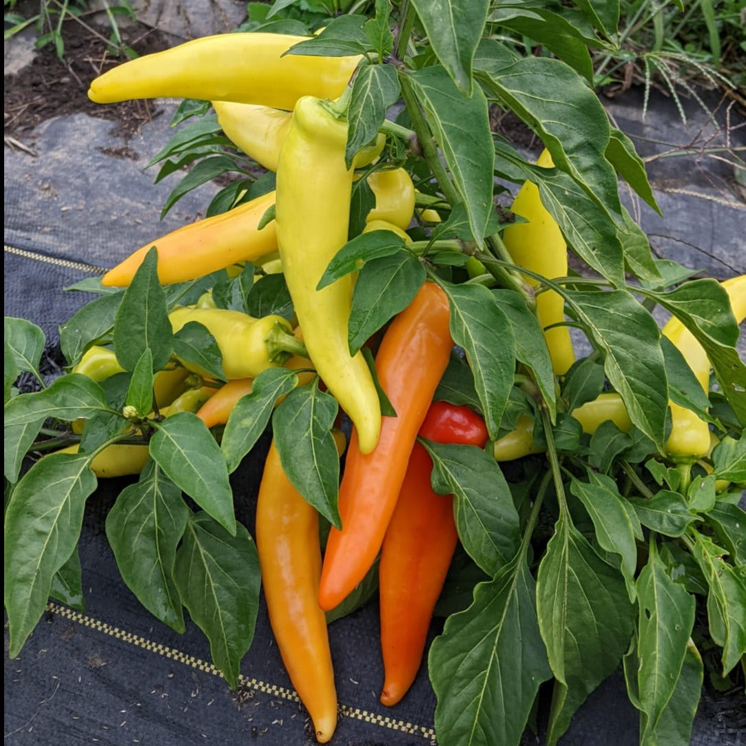 Hungarian Hot Wax Pepper